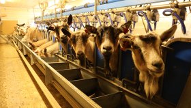 Bilde viser Melking i geitefjøs, Russelv Lyngen i Troms.