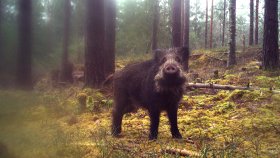 Bilde viser villsvin i Norge. 