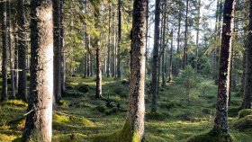 Fredfylt skoglandskap ved Rauåsen i Steinkjer en stille høstdag i oktober.     