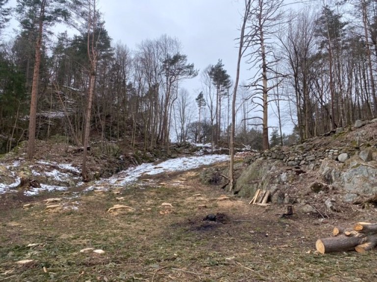 Bilde etter hogsten av den grønne fremmede veggen. Furøya, Agder_foto RAGG AS