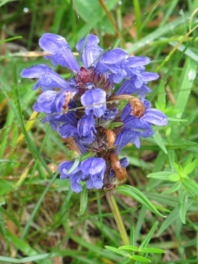 Dragehode blomst, er en art i tilbakegang på grunn av gjengroing, oppdyrking og utbygging