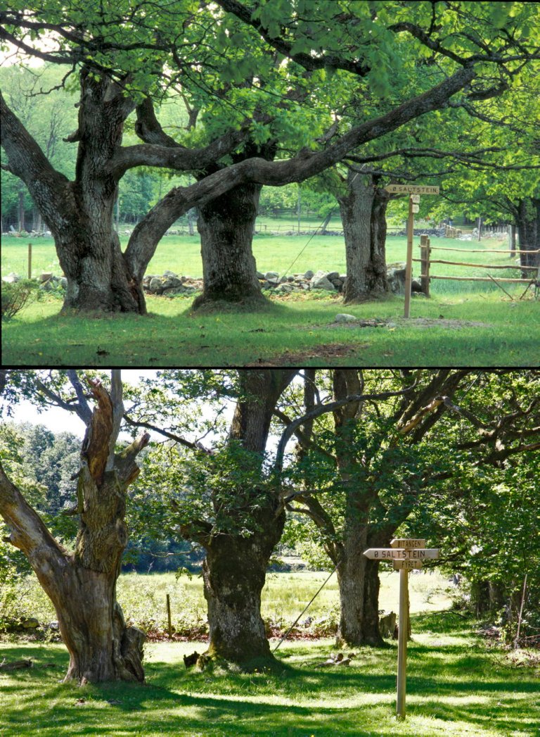 Eikehageskogen er en av Jomfrulands største attraksjoner. Også denne må skjøttes og gamle eiketrær må fornyes. Foto 1994 og 2015. Foto: Oskar Puschmann, NIBIO/Riksantikvaren