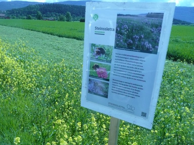 På Steinsletta sår de pionerblanding som er frø fra honningurt, vintervikke, raigras og blodkløver. Blandingen gir en jordforbedrende effekt og næring for pollinerende insekter. Foto: Å. Tysse