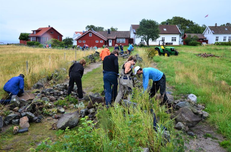 Kjekt å være mange når meter på meter med steingjerder skal restaureres. Jomfruland og Stråholmen, Vestfold og Telemark_Foto Torstein Kiil