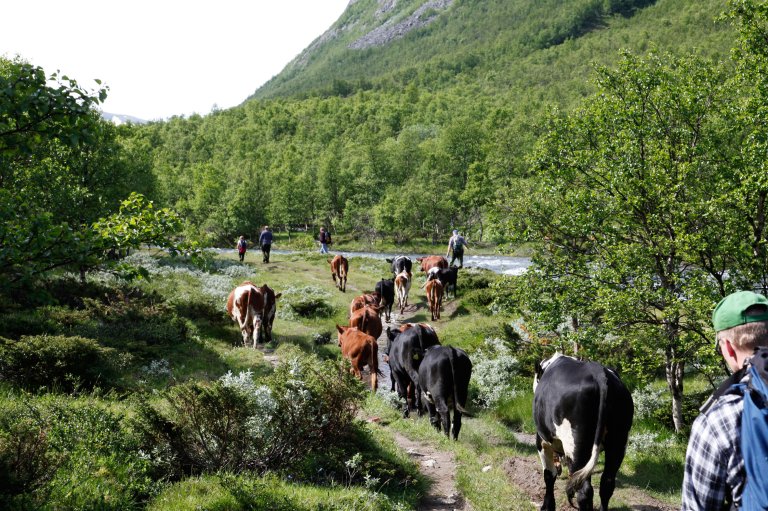 Kyr på vei til setra og utmarksbeite i Grøvudalen, Sunndalen. Foto: Oskar Puschmann, NIBIO/Riksantikvaren