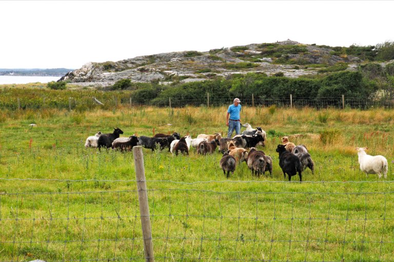 På Stråholmen er gjengrodde arealer ryddet, gjerdet inn og tatt i bruk som beitemark for villsau. Foto: Oskar Puschmann, NIBIO/Riksantikvaren