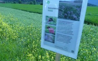 På Steinsletta sår de pionerblanding som er frø fra honningurt, vintervikke, raigras og blodkløver. Blandingen gir en jordforbedrende effekt og næring for pollinerende insekter. Foto: Å. Tysse