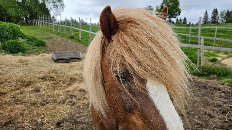 Nærbilde hestehode med lang pannelugg som kikker inn i kamera. Innhegning, med grønt jorde og grønne trær i bakgrunnen.