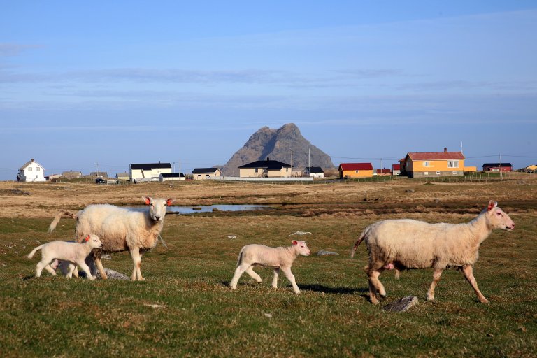 Sau på beite på fuglegjødsla strandenger på Røst med boligbebyggelse i bakgrunnen. 