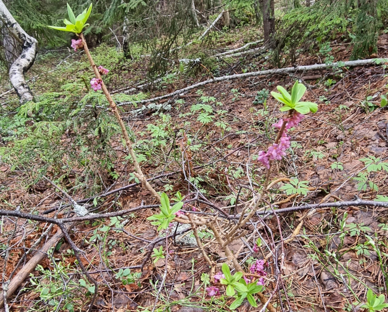 Miljøkartlegging av skog. Her er det funnet tysbast på kalkrik mark. Foto Turid Asklund Trötscher.png