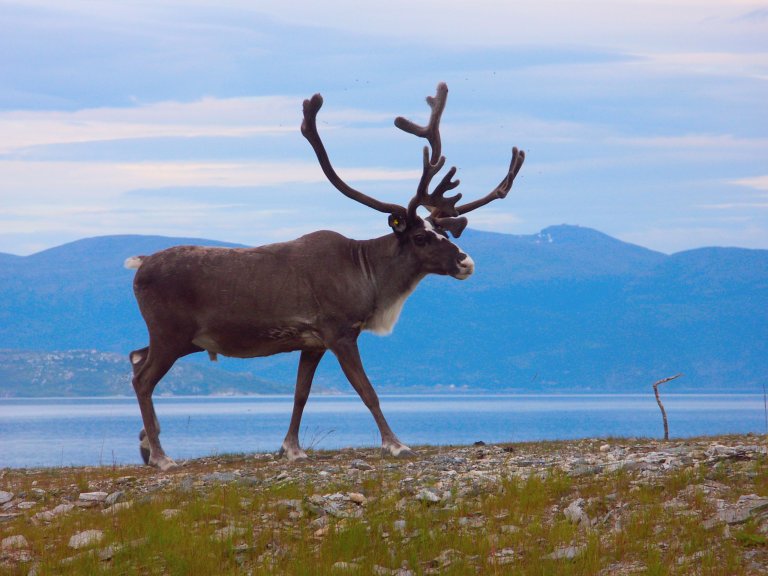 Reindrift, en rein med fjell i bakgrunnen.jpg