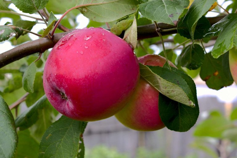 Økologiske epler colourbox.jpg