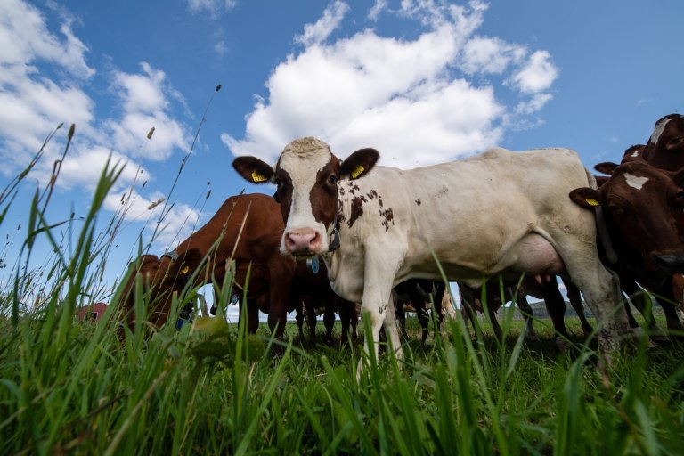 Bildet viser tre kyr som står tett sammen og beiter.