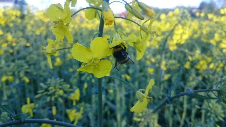 En stor humle som pollinerer en gul rapsblomst.