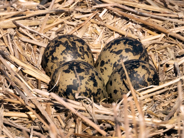 Viperede med egg på en seng av gyllen halm. Vipa er kritisk truet. Å ta vare på vipa er nå med i RMP-ordningen i Rogaland. Foto:  Oskar Puschmann