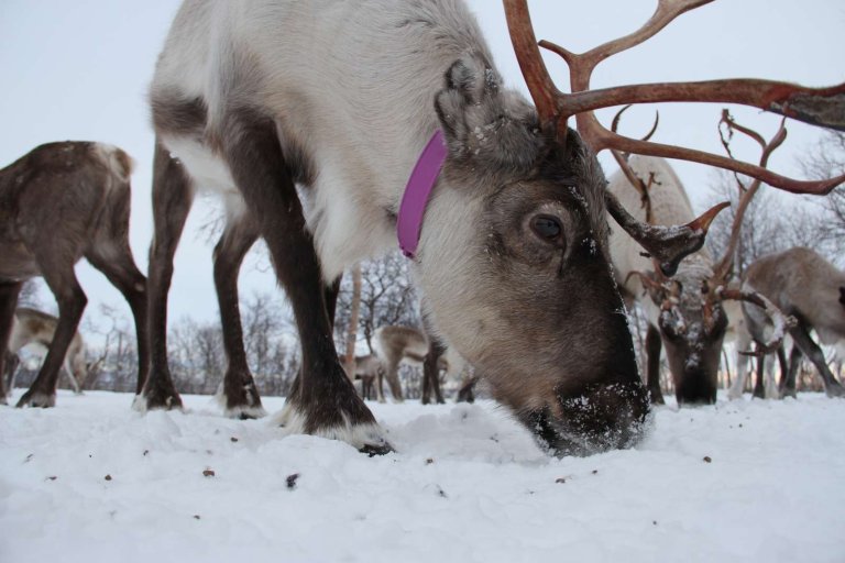 Reinsdyr som beiter på snødekt vidde.