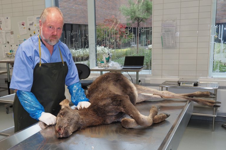 Bilde viser Prosjektleder for Elgkalven Trampe, Bjørnar Ytrehus, ønsker å undersøke elgkalver som blir funnet døende eller døde. Fotograf:Ingunn Ruud, Veterinærinstituttet