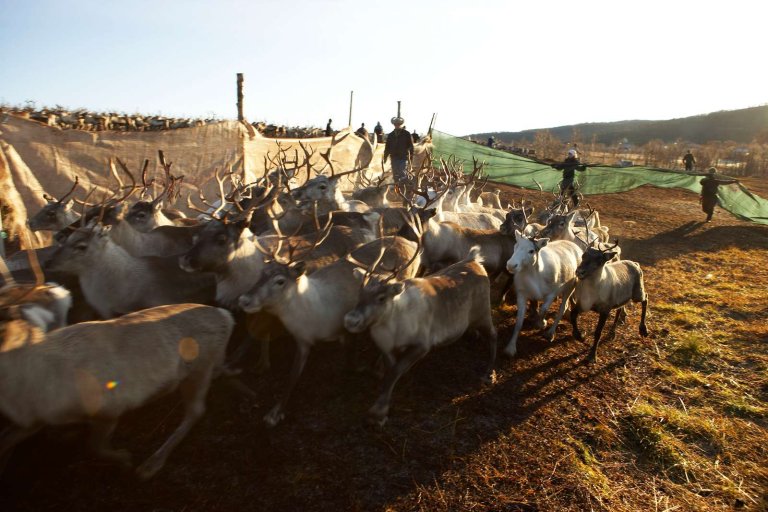 Samling av rein Foto P O Skjellan.jpg