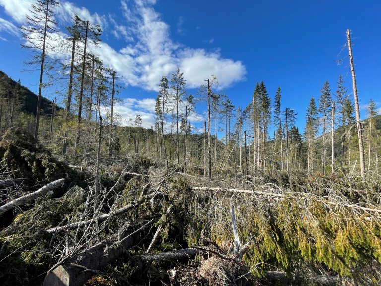 Vindfelt skog i Nore og Uvdal Foto Landbruksdirektoratet.jpg
