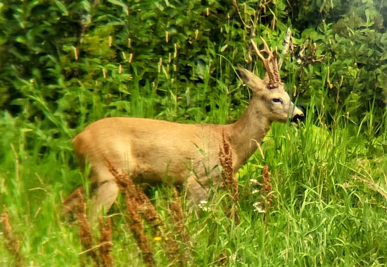 Bilde viser en rådyrbukk ute i naturen