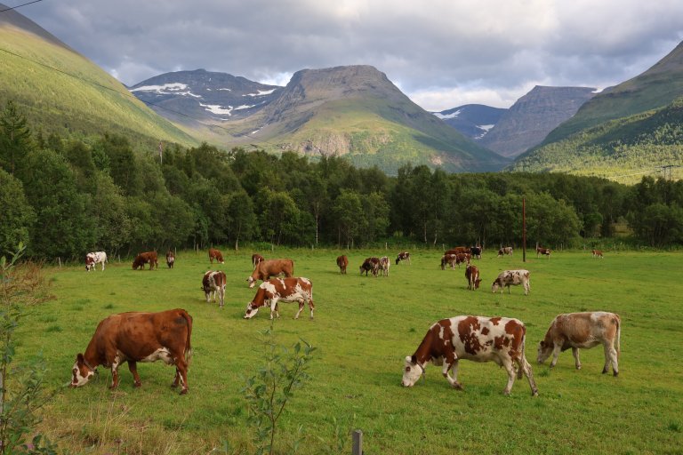 Bilde viser kuer på beite Balsfjord i Troms. 