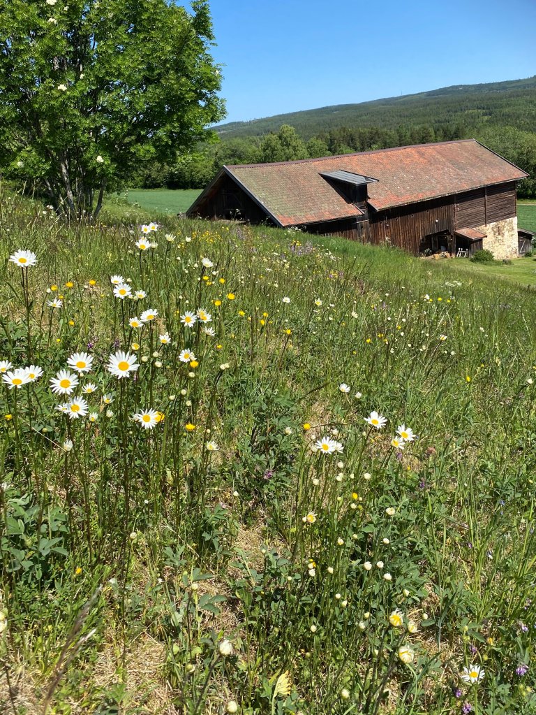 Blomstereng med gammel, brun, låve. Foto: Gran kommune