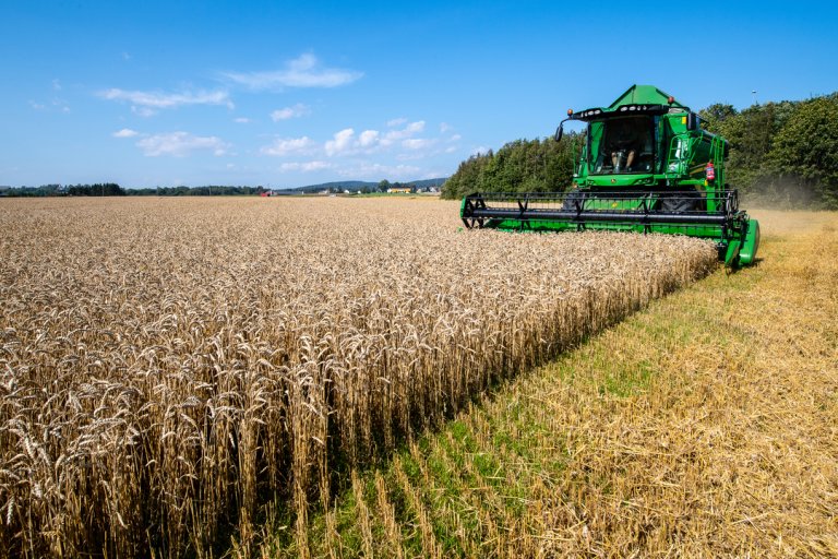 Bilde viser tresking av korn på åker