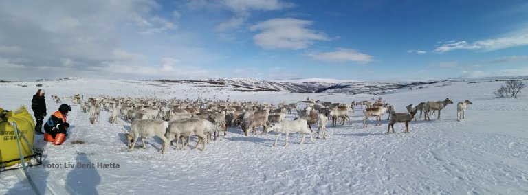 Mai-2020-Bollestad-fôrer-rein-på-vidda.jpg