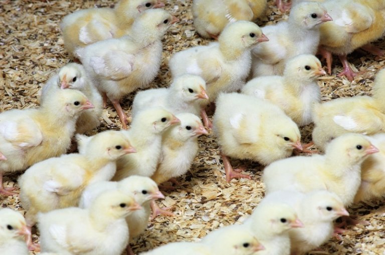 Nyklekkede kyllinger.