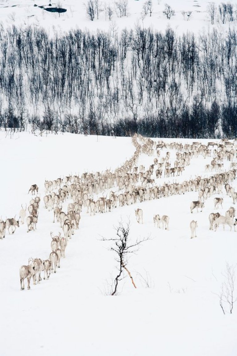 Reinsdyrflokk som beiter på en snødekt vidde. 