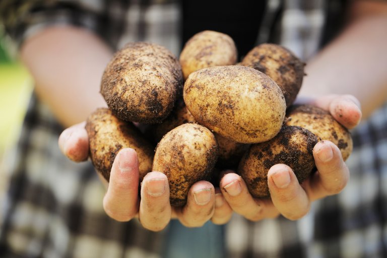 To hender holder frem en bunke med poteter med jord på.