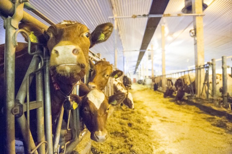 Melkekyr som står på rekke og rad i fjøs. 