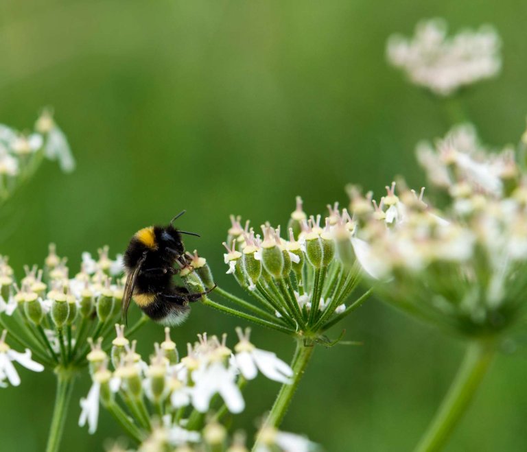 Bie på hundekjeks (Bumble Bee on Cow Parsley)_Colourbox-1600px.jpg