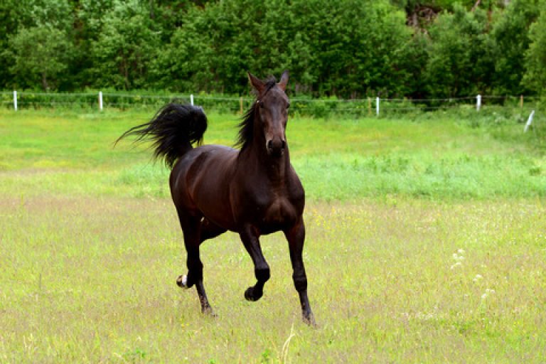 Bildet viser en hest på et jorde