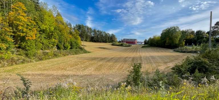 Gårdsdrift i Nærsnes, Viken fylke. Bilde av gul kornåker med rød låve i bakgrunnen. Foto: Landbruksdirektoratet