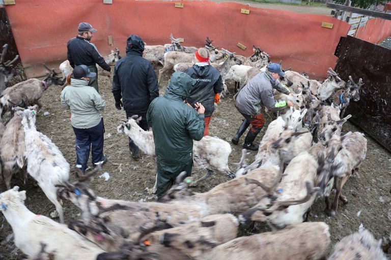 Reinsdyr samlet i en innhegning.  