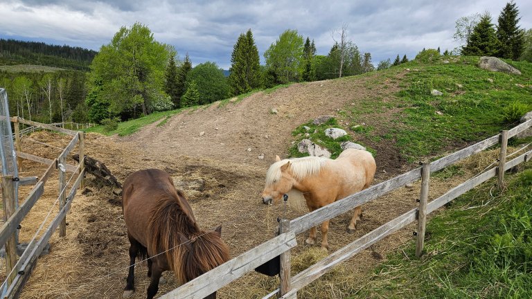 Innhegning med en lys og en mørk hest i forgrunnen, liten kolle og grønne trær i bakgrunnen.