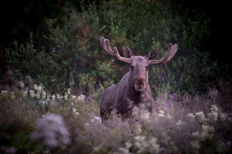 Stor elg med gevir som ser inn i kamera.