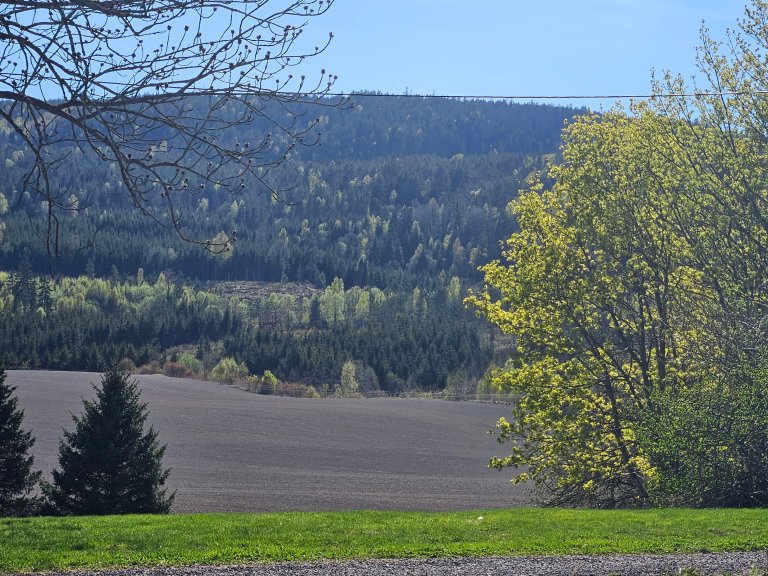 Bilde viser skog og gylne trær i vårsol. 