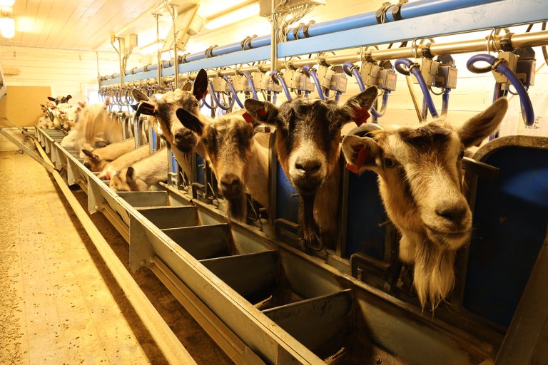 Bilde viser Melking i geitefjøs, Russelv Lyngen i Troms.