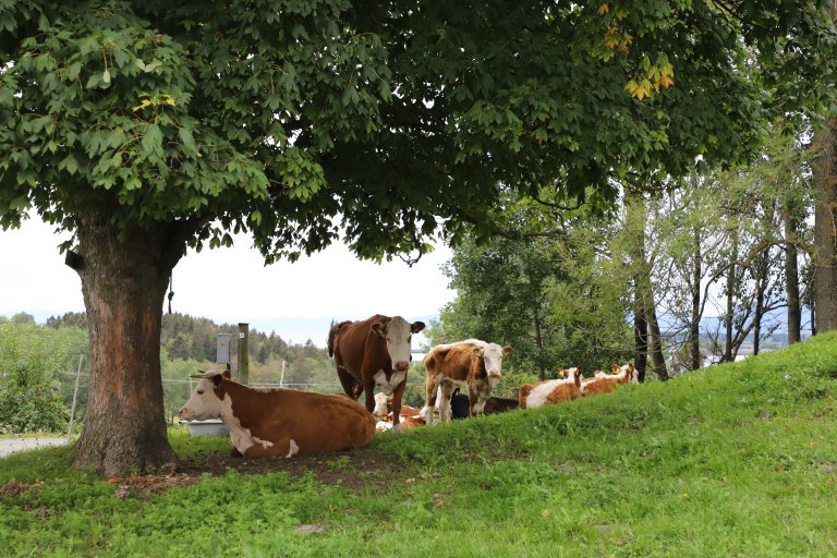 Storfe på beite under trær. Fra årsskiftet må det dokumenteres at dyr på beite ikke bidrar til avskoging. 
