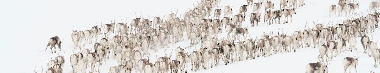 Reinflokk på vandring over snødekket vidde. 