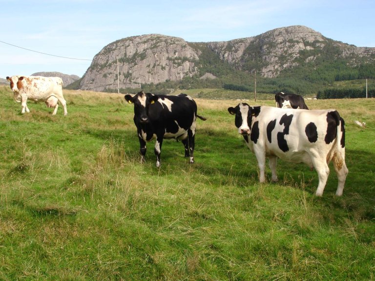 Kyr på beite_Arve Gladheim for Landbruksdirektoratet.jpg