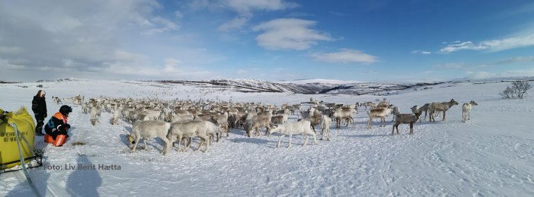 Fôrer av rein under beitekrise. Gule sekker med fôr på hvit vidde med reinsdyrflokk i bakgrunnen.