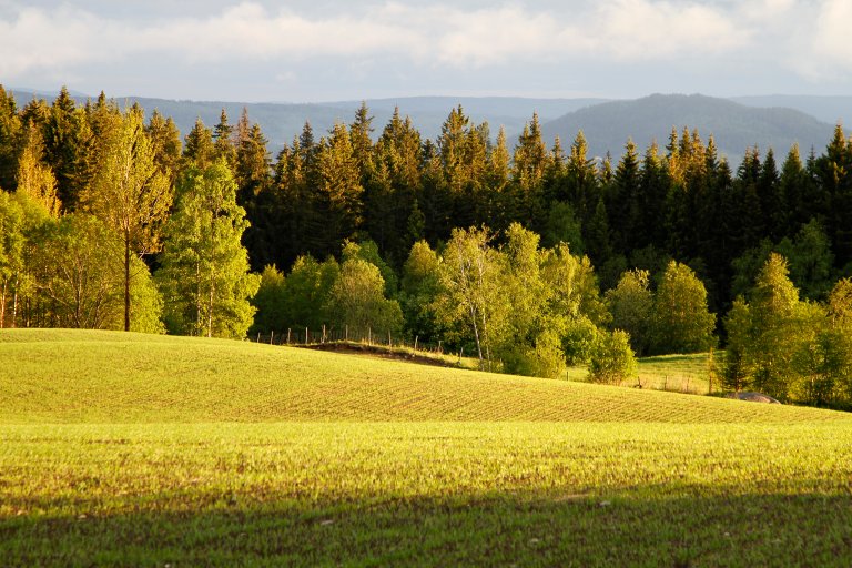 Dyrka mark og skog.jpg