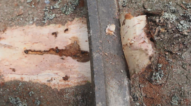 Bildet viser hvordan man bruker kniv for å skave av bark for å se etter gangsystemer av stor granbarkbille.