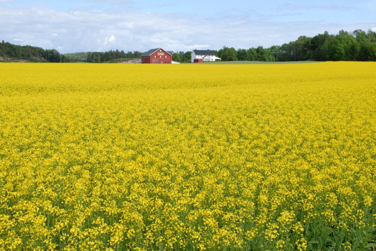 Gult åkerlandskap med rød gård