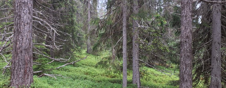 Bilde av granskog.