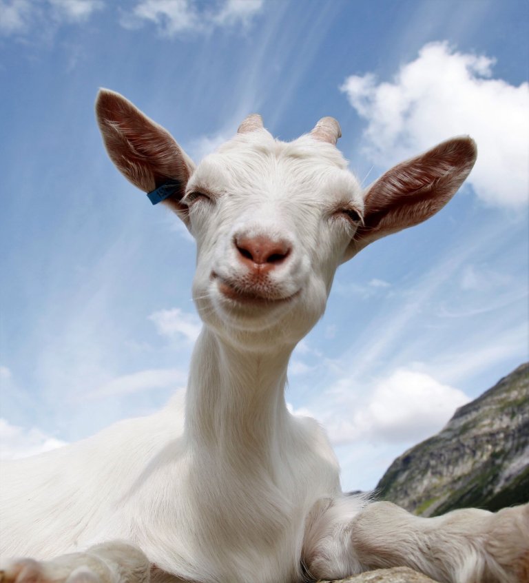 Geitekje som titter inn i kamera.