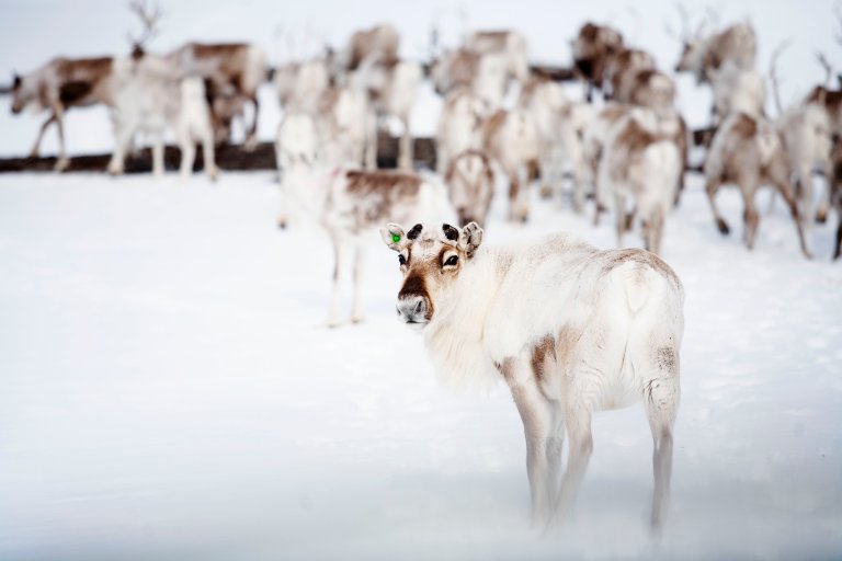 Reinsimle på beite.                                                                                                                 Foto: Landbruksdirektoratet